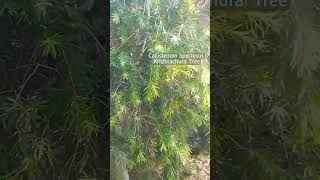 Callistemon Speciosus   krishnachura lovely plantlover greenmission [upl. by Buskus]