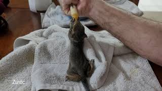 hand feeding baby squirrels [upl. by Quincey]