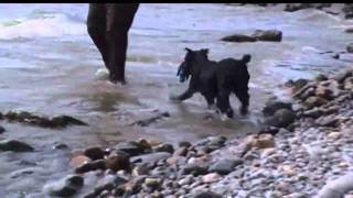 Standard Schnauzer Hexe at the Beach [upl. by Patt]