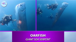 Giant Snakes of the Sea  Oarfish [upl. by Nyrahtak]