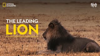 The Leading Lion  War Of The Lions  हिन्दी  Full Episode  S1 E1  National Geographic [upl. by Argyres]