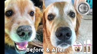 The Blissful Dog Reviews amp Kudos for The Blissful Dog Nose Butter REV2020 [upl. by Spratt]