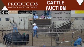 5232024  Producers Livestock Auction Company  Cattle Auction [upl. by Mcroberts715]