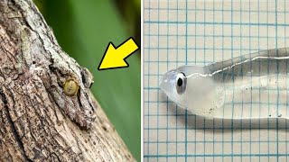 Top 10 Invisible Animals In The World [upl. by Venable552]