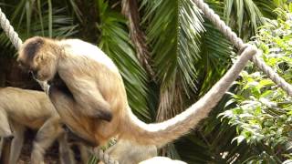 Blackhanded spider monkeys enjoying themselves at Auckland Zoo [upl. by Steere685]