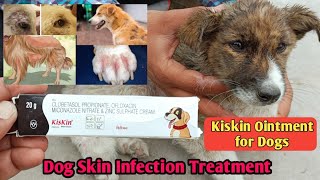 Dog skin infection treatment  Kiskin ointment  Lotion review  Skin Problem Solution for Dogs [upl. by Chuch]