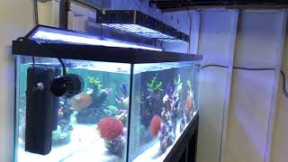 No sump no skimmer no refugium 125 gallon reef tank [upl. by Isyed600]