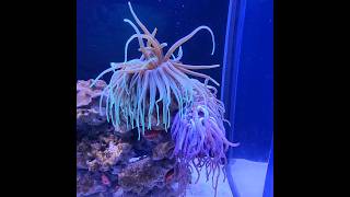 GIANT CARRIBEAN ANEMONE THE FLORIDA AQUARIUM TAMPA FLORIDA USA shorts trendingsong usa aquarium [upl. by Kurth652]