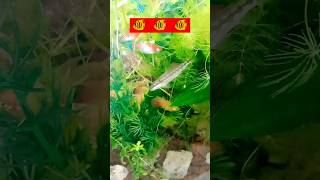 THA BEST ALGAE EATER AQUARIUM fish mollyfish platyfish shortvideo shorts cartoonpetloverpets [upl. by Winther]