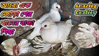 লোটন কবুতর বিক্রি আছে 🔥। Loton Pigeon For Sale Amazing Quality 💯💯💯 [upl. by Eibob216]