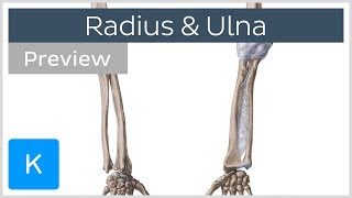 Bones of the forearm  Radius and ulna preview  Human Anatomy  Kenhub [upl. by Sliwa862]