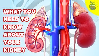 What You Need to Know About Your Kidney kidneys [upl. by Sokin]