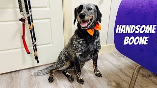 Grooming a Blue Heeler Collie Basset Hound Mix [upl. by Panthea]