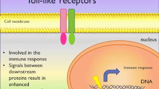 TollLike Receptor  TLRs Signaling Pathways  PicScience [upl. by Coh705]