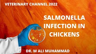 Salmonellosis The Hidden Danger In Poultry Farms [upl. by Reckford]