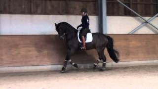 0ldenburg gelding 2008 M level FEI prospect [upl. by Sadnac]