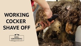 Working Cocker Spaniel Dog Grooming  Shave Off  Monster Matts  K9 Dog Groomers [upl. by Nikita589]