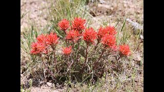 Amazing and Most Beautiful Indian Paint Brush Flowers  Castilleja elegans [upl. by Cochard179]