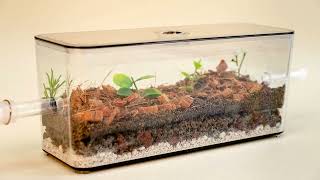 My Living Ant Formicarium Best Ants UK Natural Ant Farm [upl. by Carce]