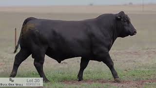 Lot 30 SDF22T19 Bull Oak Well 2024 [upl. by Ahsilek189]