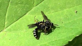 Squareheaded Wasps Crabronidae Ectemnius or Crabro Mating Behavior Part 1 of 2 [upl. by Akiv633]