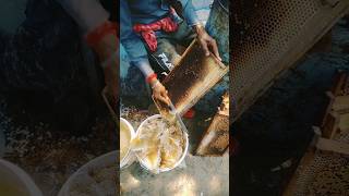 bee honey farming 🐝 pure honey available order now honey beekeeping shorts [upl. by Bandler]