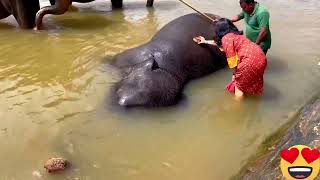 Discovering Pinnawala Elephant Orphanage A Sanctuary for Sri Lankas Gentle Giants [upl. by Nerrat]