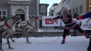 NM i Reinkappkjøring Norwegian Championship in reindeer racing Tromsø 2016 [upl. by Ettenig]