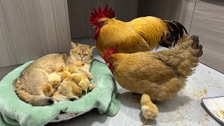 The rooster and the hen were stunned on the spot The gentle kitten takes good care of the chicks🐥 [upl. by Hpeseoj775]