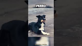 Este es el PERRO más LEAL de todo el MUNDO 🤯🌍 [upl. by Deidre]