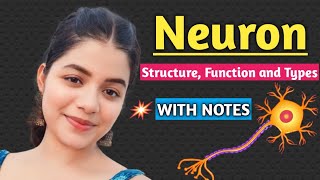 Neuron  Structure Function and Types of Neuron  Biology Important Topic [upl. by Gruchot]