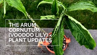 The Arum Cornutum Voodoo Lily  Plant Updates [upl. by Baillieu]