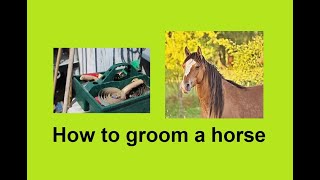 How to groom your Horse or Pony and why it is important part of routine [upl. by Arracahs]