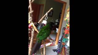 Avery fiery shouldered conure vocalizing [upl. by Cusick]