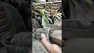 Propagate Plant From Leaf  पत्तो से उगने वाले पौधे shorts viralshots ytshorts indoorplanting [upl. by Naahs630]