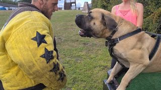 African Boerboel Agitation Training [upl. by Atirihs501]