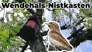 Wendehals Nistkasten Ein paar besondere Besucher 🦅🦆🦉 [upl. by Eimmelc]