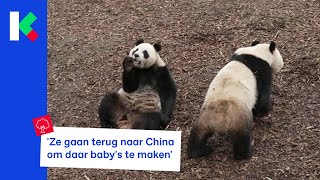 Pairi Daiza moet afscheid nemen van 3 pandas [upl. by Una]