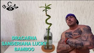 DRACAENA SANDERIANA LUCKY BAMBOO аСм [upl. by Suidualc]