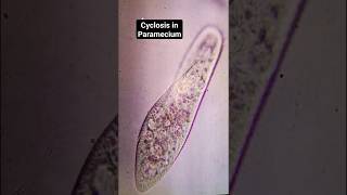 Cyclosis in paramecium under microscope Bsc medical paramecium [upl. by Clerk391]