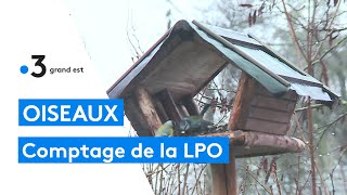 Comptage bisannuel des oiseaux par la LPO [upl. by Boyse697]