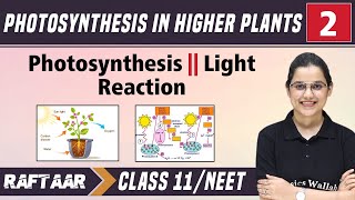 Photosynthesis in Higher Plants 02  Photosynthesis  Light Reaction  Class11NEET [upl. by Nwahsirhc553]