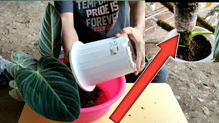 How To Care For Philodendron Melanochrysum [upl. by Brower516]