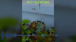 Pestilential [upl. by Adav]