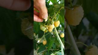 Such reliable heavy croppers Twotimer Sugana Yellow Raspberries Everbearing [upl. by Joly]