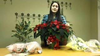 How To Care For Poinsettia Plants [upl. by Dyol]