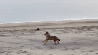 Coyote spotted on Nauset Beach in Orleans Cape Cod [upl. by Dilks]