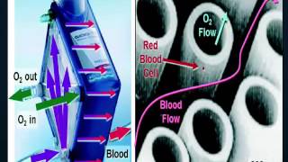 ECMO Overview 04042016 [upl. by Hadihahs]