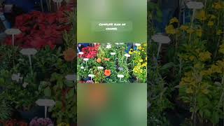 Dubai Municipality nursery warsan 4K full tour  Cheap Plant nurseries in Dubai [upl. by Llemor]