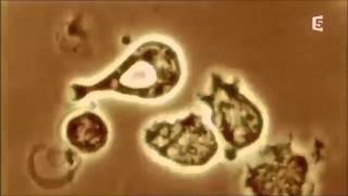 Les globules blancs ou leucocyte en action Extrait de lIncroyable Corps Humain 0min43 [upl. by Dean]